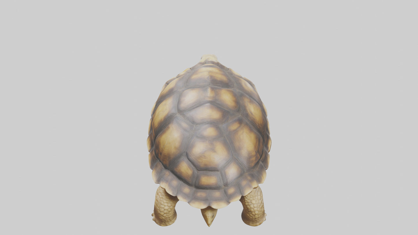 3D model Plowshare Tortoise walking model VR / AR / low-poly