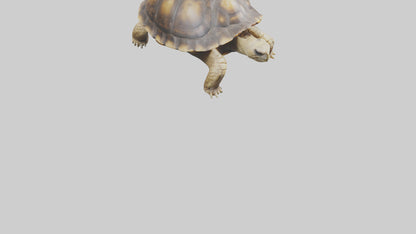 3D model Plowshare Tortoise walking model VR / AR / low-poly