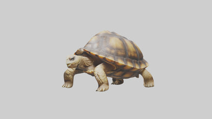 3D model Plowshare Tortoise walking model VR / AR / low-poly
