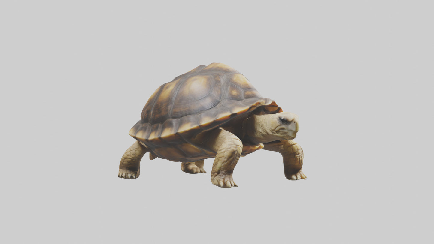 3D model Plowshare Tortoise walking model VR / AR / low-poly