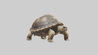 3D model Plowshare Tortoise walking model VR / AR / low-poly
