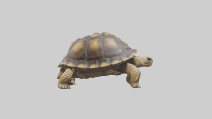 3D model Plowshare Tortoise walking model VR / AR / low-poly