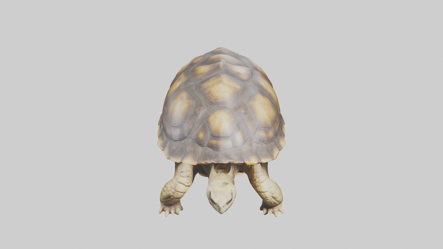 3D model Plowshare Tortoise walking model VR / AR / low-poly