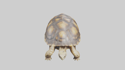 3D model Plowshare Tortoise walking model VR / AR / low-poly