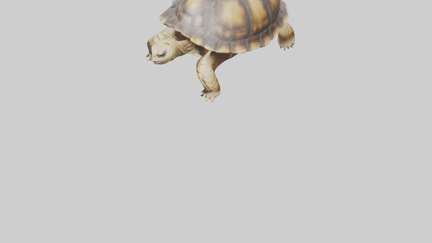 3D model Plowshare Tortoise walking model VR / AR / low-poly