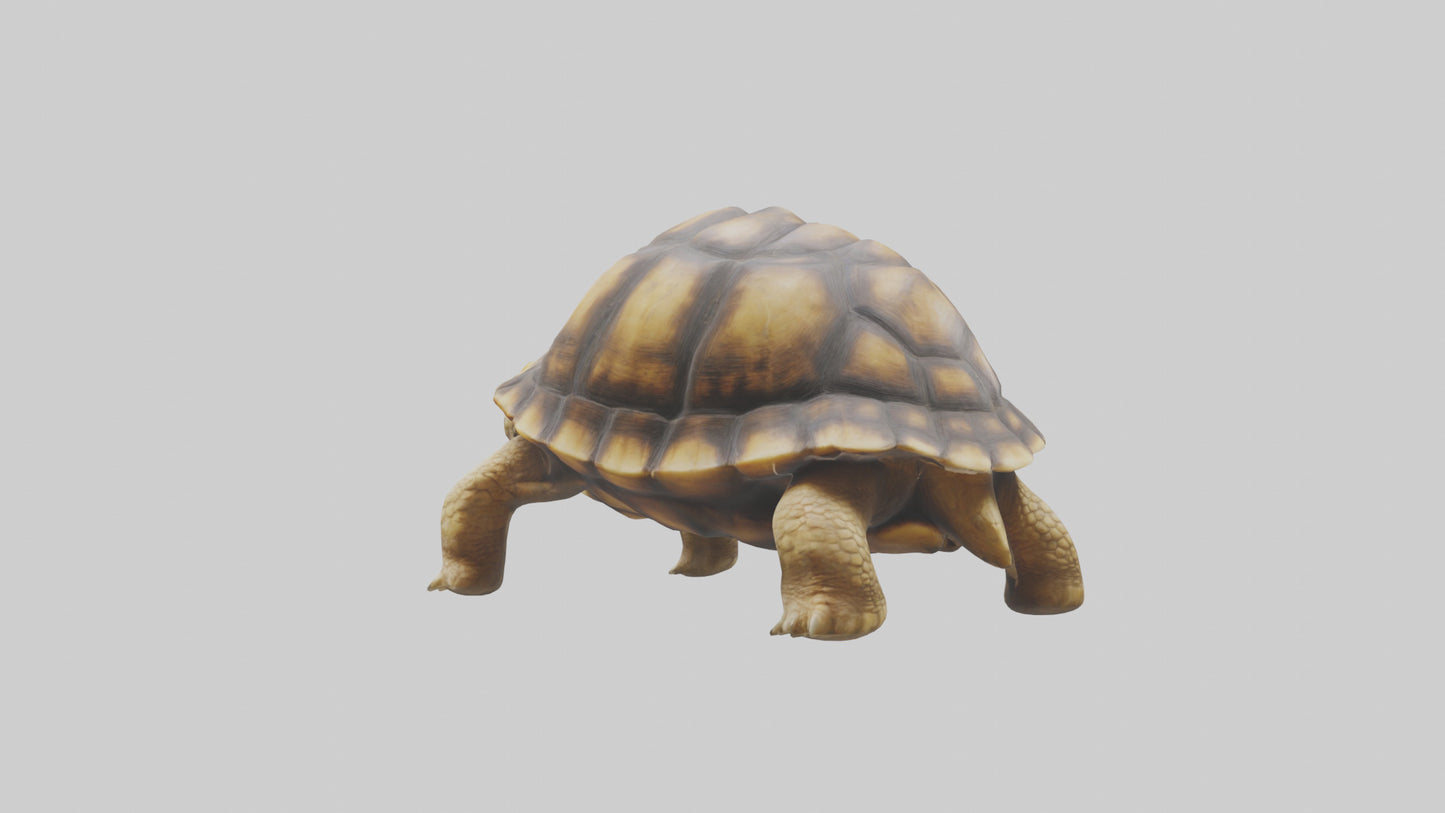 3D model Plowshare Tortoise walking model VR / AR / low-poly