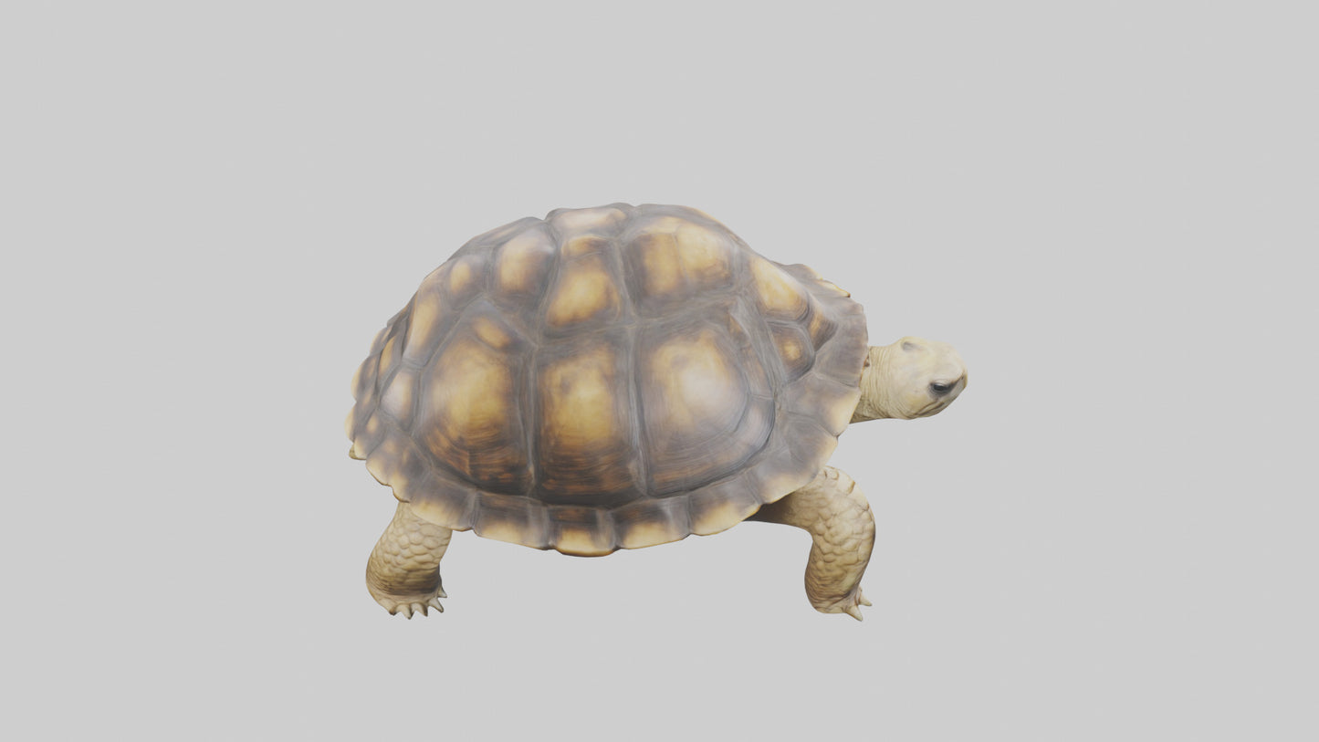 3D model Plowshare Tortoise walking model VR / AR / low-poly