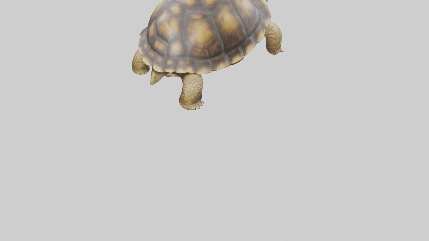 3D model Plowshare Tortoise walking model VR / AR / low-poly