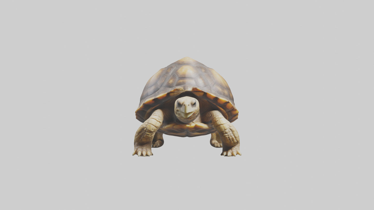 3D model Plowshare Tortoise walking model VR / AR / low-poly