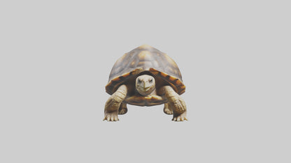 3D model Plowshare Tortoise walking model VR / AR / low-poly