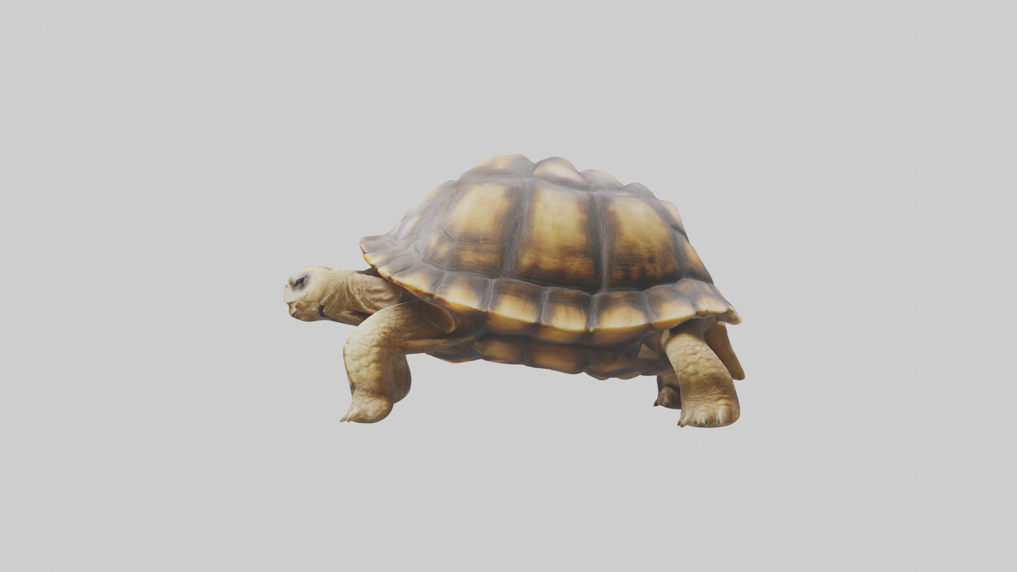 3D model Plowshare Tortoise walking model VR / AR / low-poly