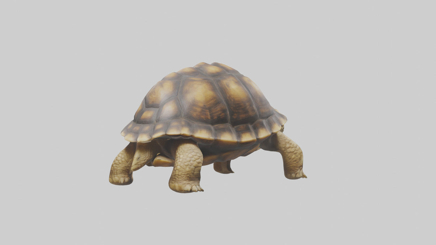 3D model Plowshare Tortoise walking model VR / AR / low-poly