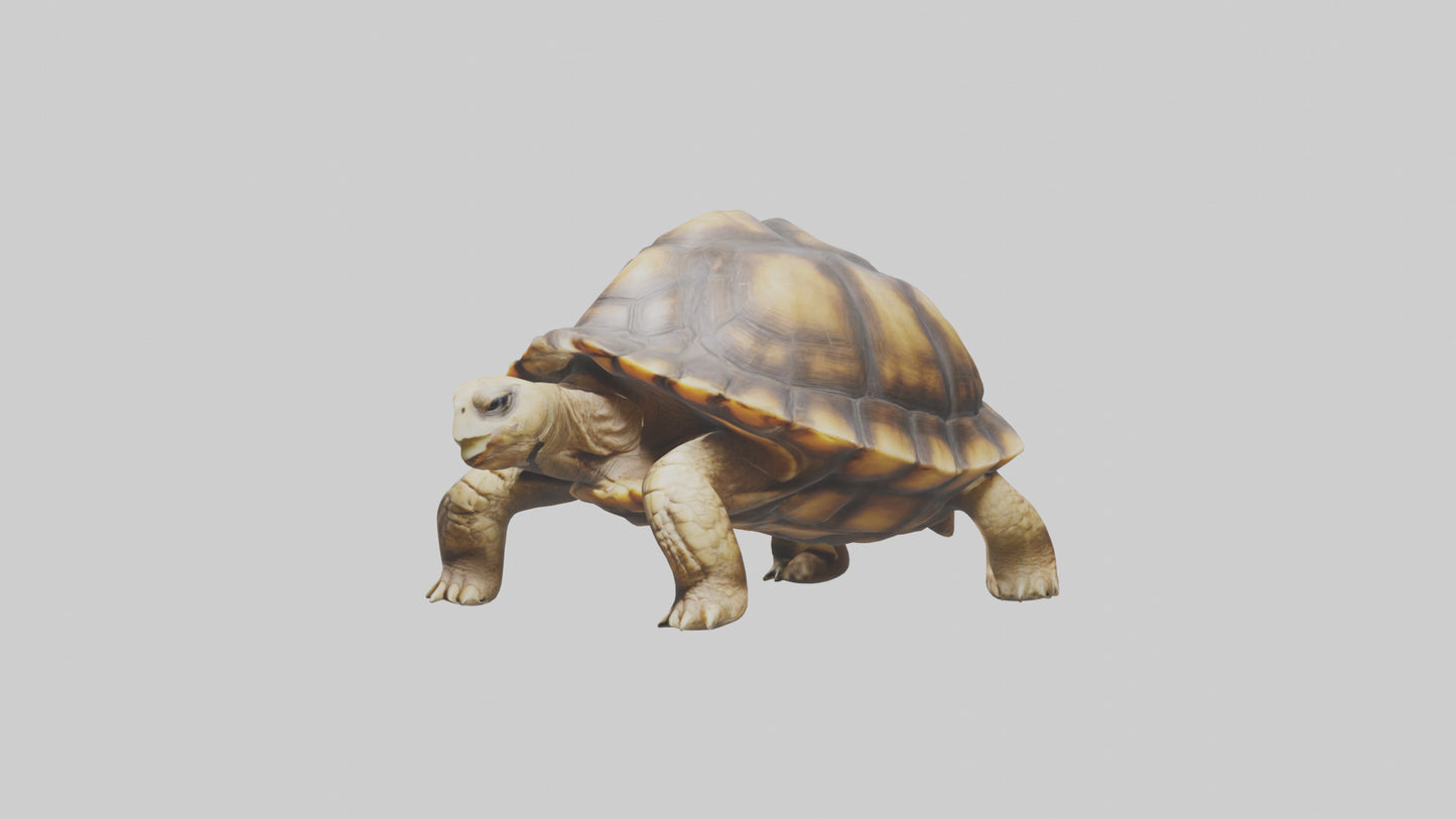 3D model Plowshare Tortoise walking model VR / AR / low-poly