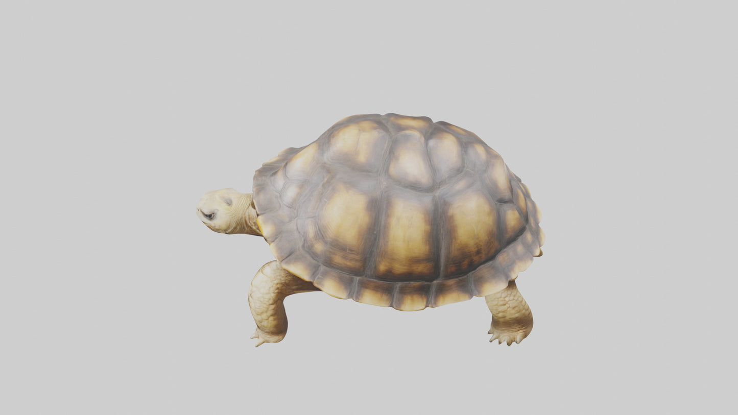 3D model Plowshare Tortoise walking model VR / AR / low-poly