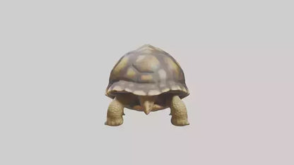 3D model Plowshare Tortoise walking model VR / AR / low-poly