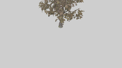 3D model Plum tree model VR / AR / low-poly