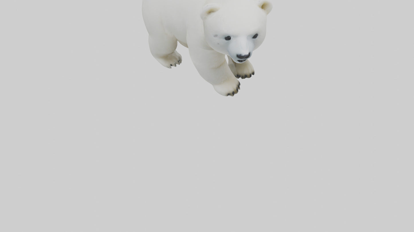 3D model Polar Bear cub playing model VR / AR / low-poly