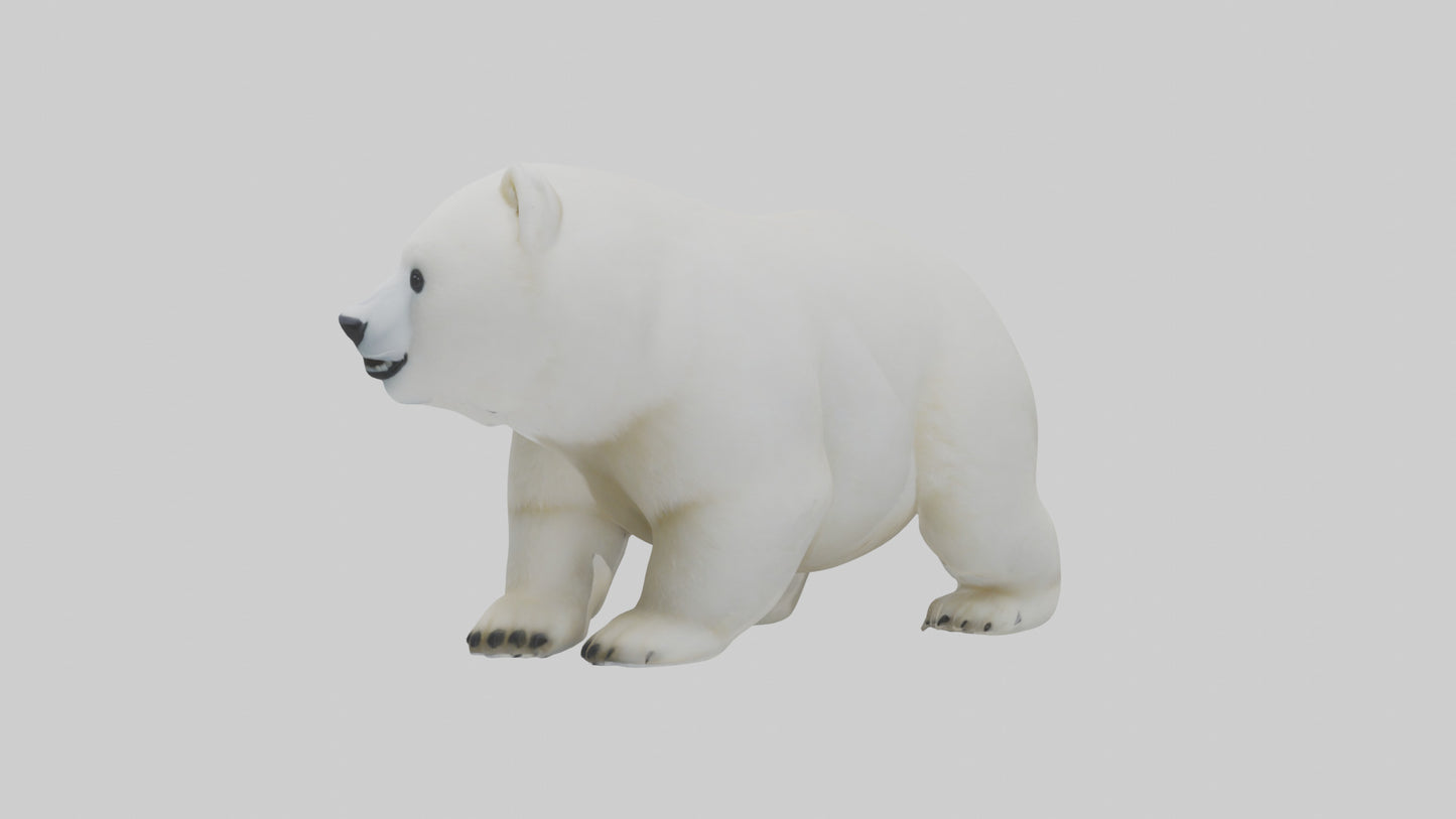 3D model Polar Bear cub playing model VR / AR / low-poly
