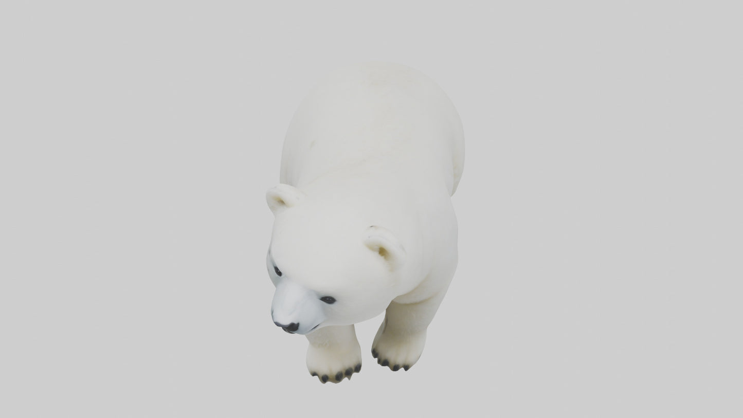 3D model Polar Bear cub playing model VR / AR / low-poly