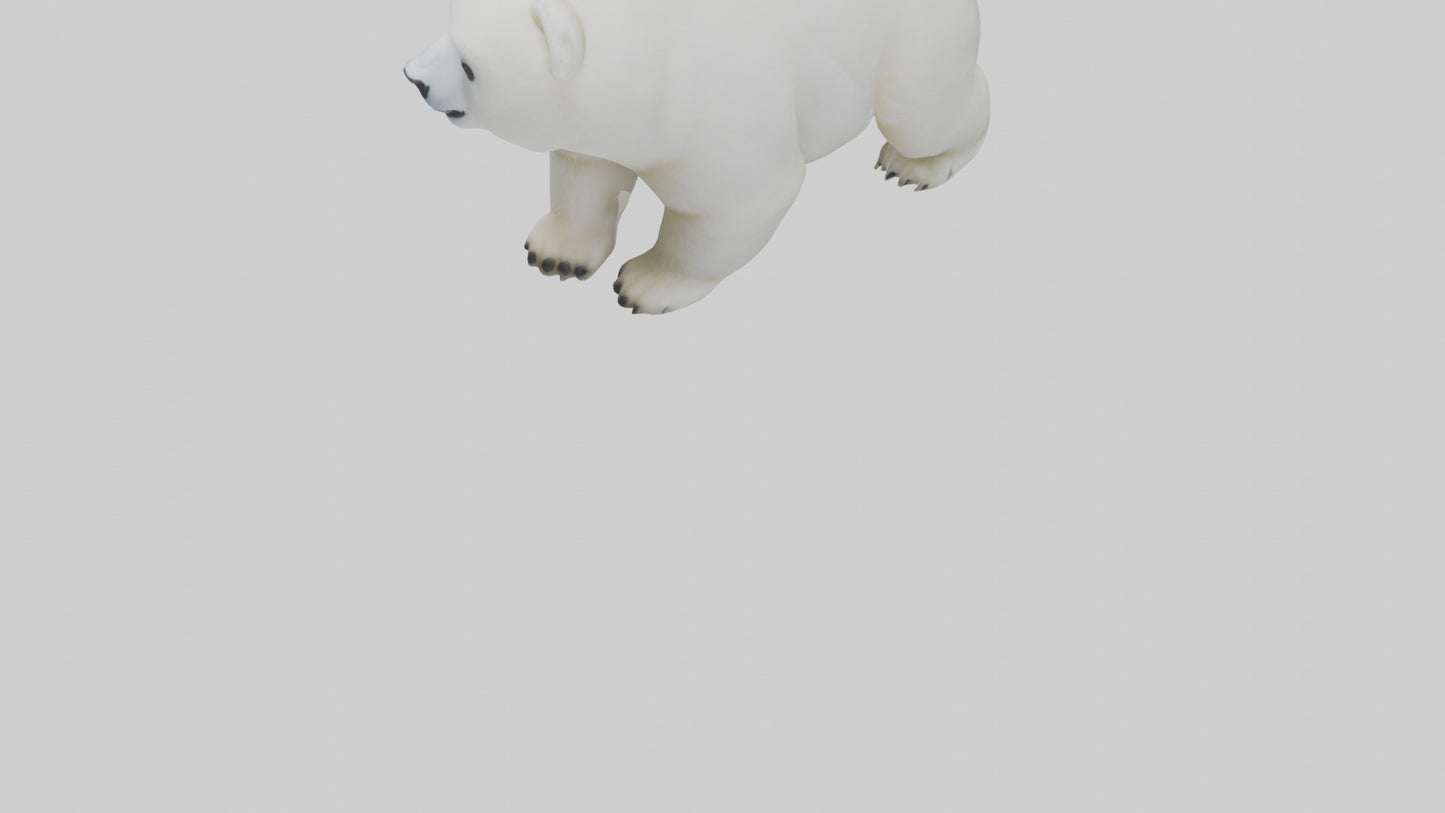 3D model Polar Bear cub playing model VR / AR / low-poly