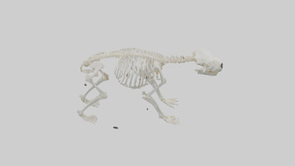 3D model Polar Bear Skeleton model VR / AR / low-poly