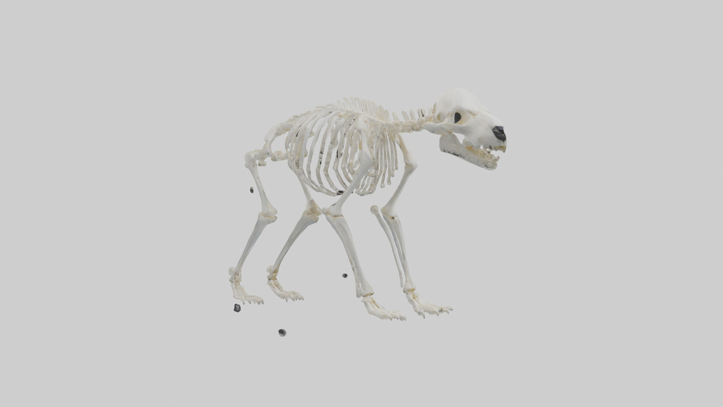 3D model Polar Bear Skeleton model VR / AR / low-poly