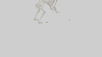 3D model Polar Bear Skeleton model VR / AR / low-poly