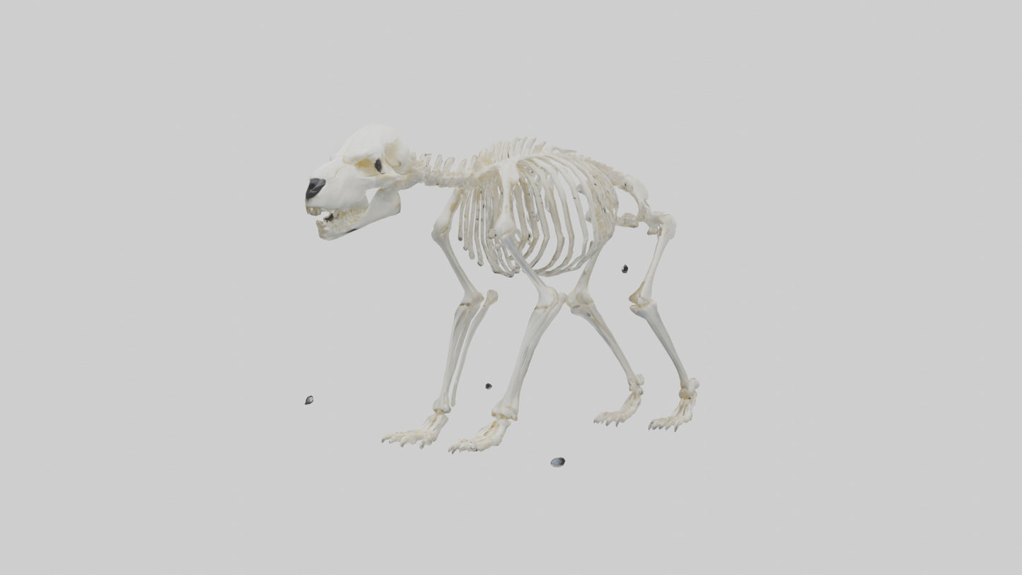 3D model Polar Bear Skeleton model VR / AR / low-poly