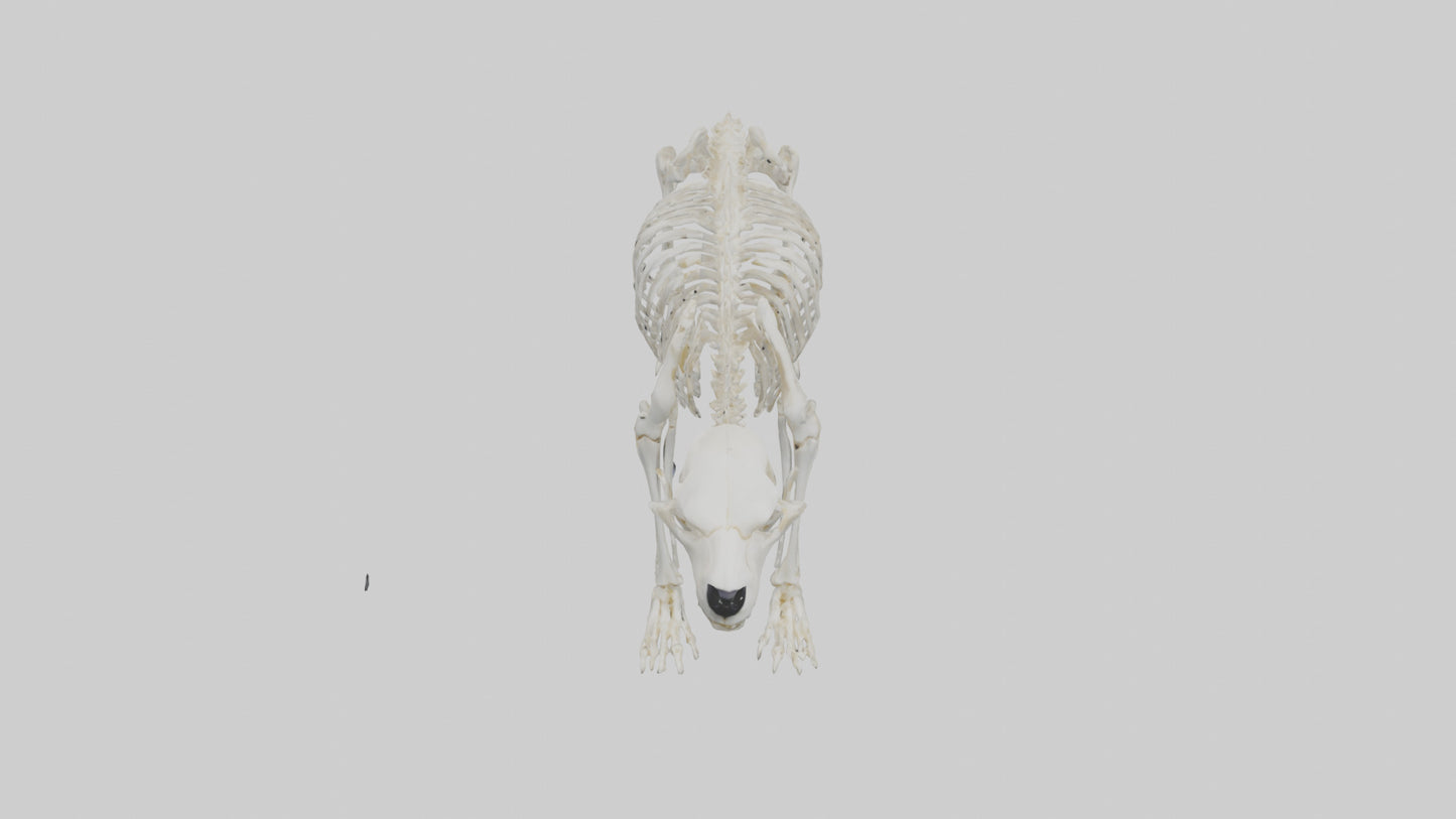 3D model Polar Bear Skeleton model VR / AR / low-poly