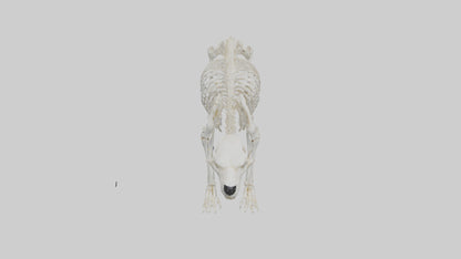 3D model Polar Bear Skeleton model VR / AR / low-poly