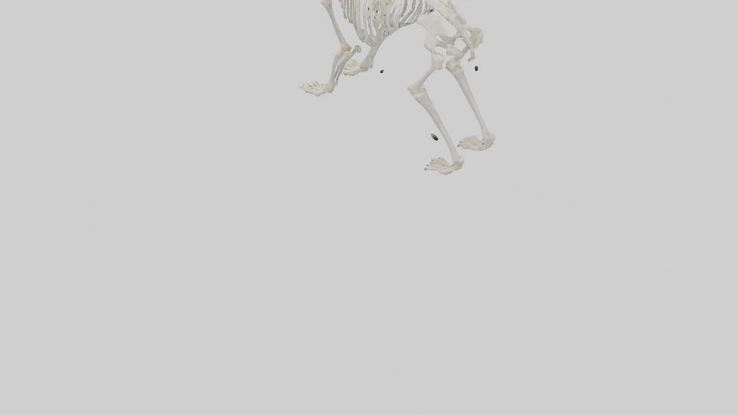 3D model Polar Bear Skeleton model VR / AR / low-poly