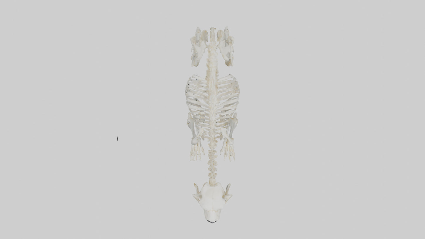 3D model Polar Bear Skeleton model VR / AR / low-poly
