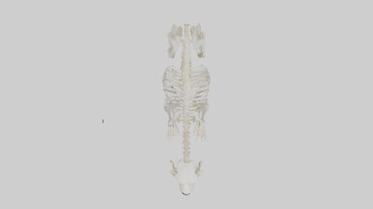 3D model Polar Bear Skeleton model VR / AR / low-poly
