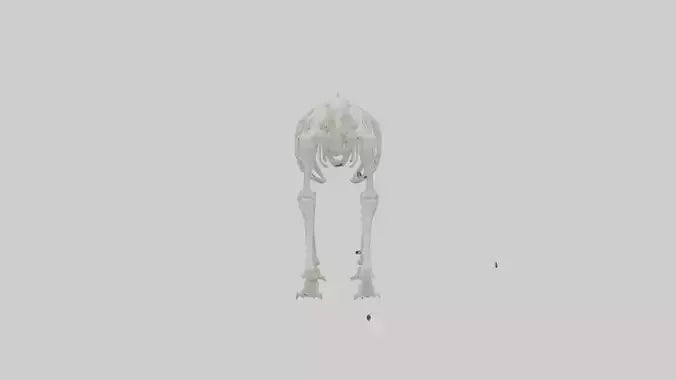 3D model Polar Bear Skeleton model VR / AR / low-poly
