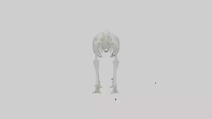 3D model Polar Bear Skeleton model VR / AR / low-poly