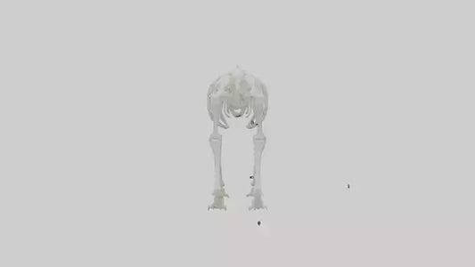 3D model Polar Bear Skeleton model VR / AR / low-poly