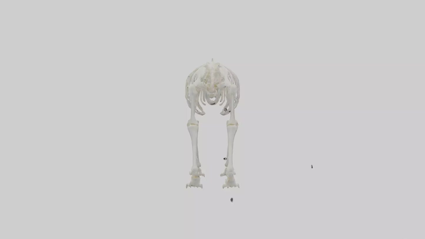 3D model Polar Bear Skeleton model VR / AR / low-poly