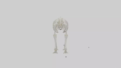 3D model Polar Bear Skeleton model VR / AR / low-poly