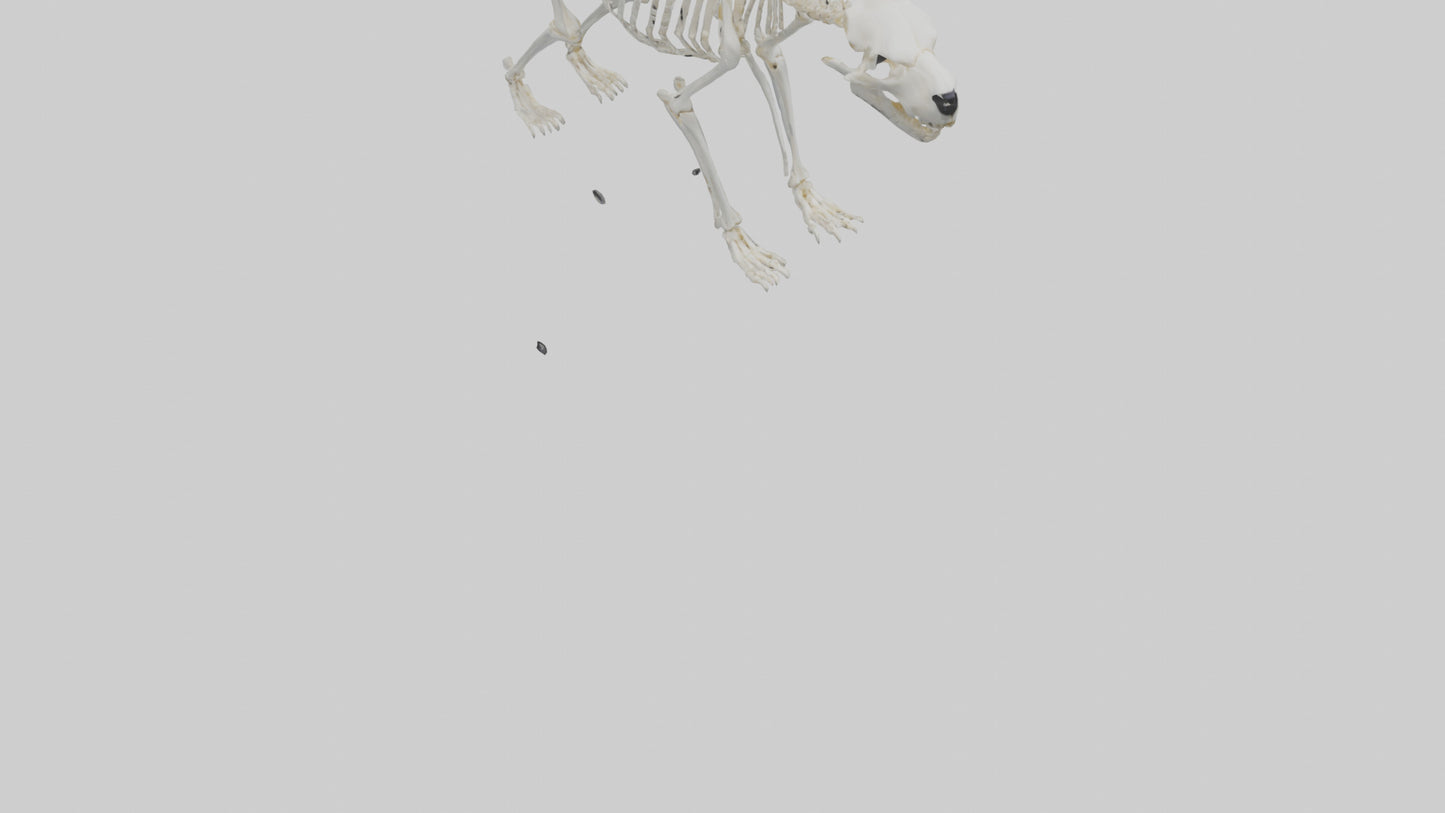 3D model Polar Bear Skeleton model VR / AR / low-poly