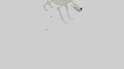 3D model Polar Bear Skeleton model VR / AR / low-poly