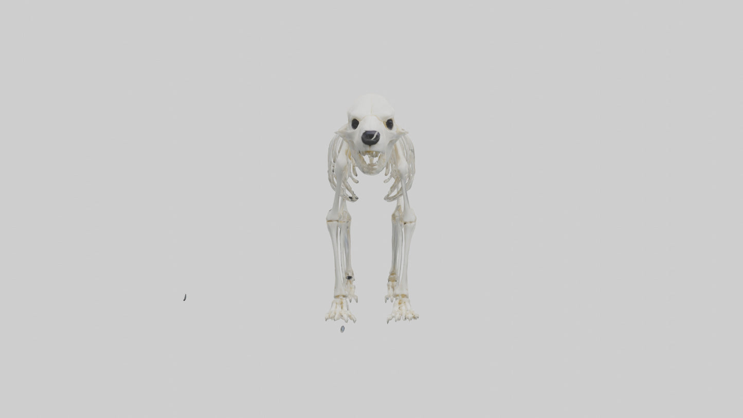 3D model Polar Bear Skeleton model VR / AR / low-poly