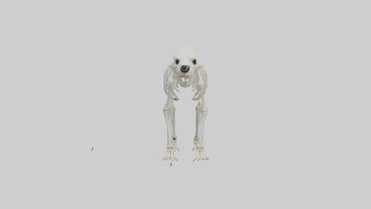 3D model Polar Bear Skeleton model VR / AR / low-poly
