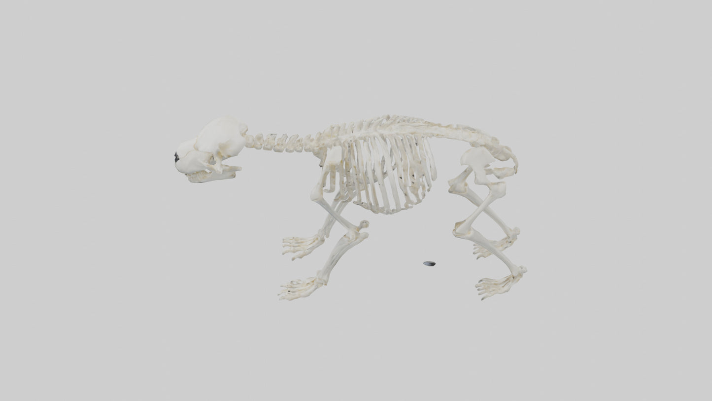 3D model Polar Bear Skeleton model VR / AR / low-poly