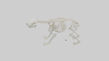 3D model Polar Bear Skeleton model VR / AR / low-poly