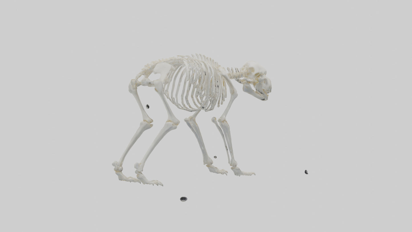 3D model Polar Bear Skeleton model VR / AR / low-poly