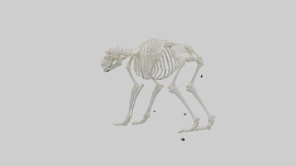 3D model Polar Bear Skeleton model VR / AR / low-poly