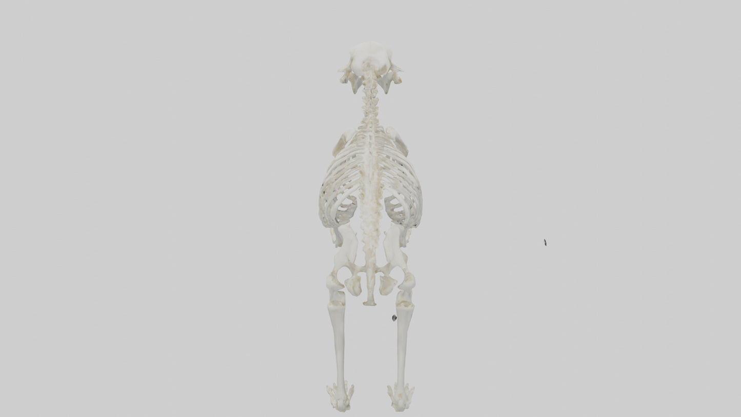 3D model Polar Bear Skeleton model VR / AR / low-poly