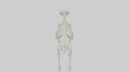 3D model Polar Bear Skeleton model VR / AR / low-poly