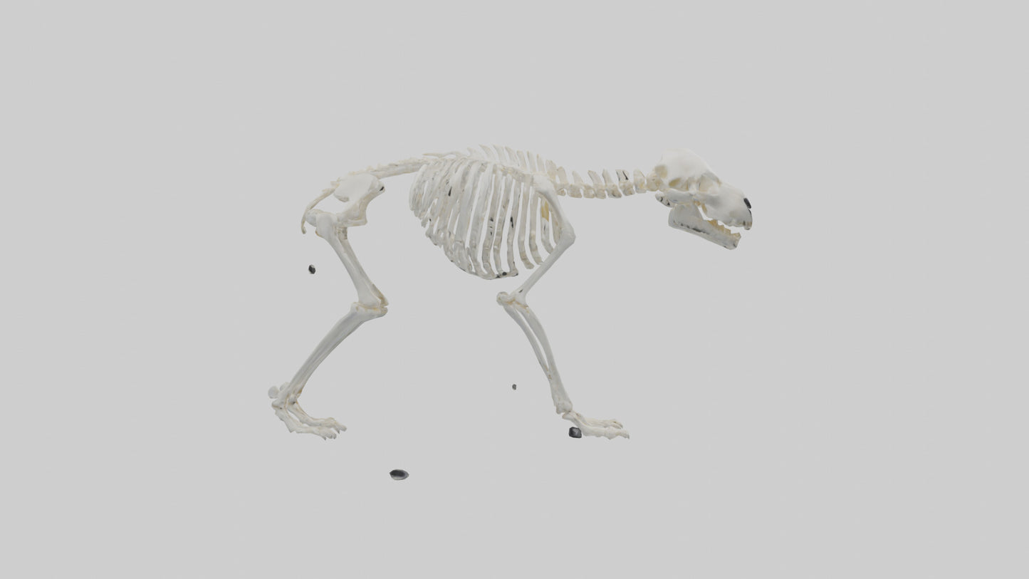 3D model Polar Bear Skeleton model VR / AR / low-poly