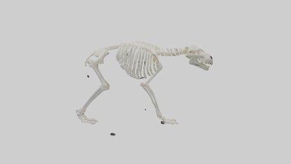 3D model Polar Bear Skeleton model VR / AR / low-poly